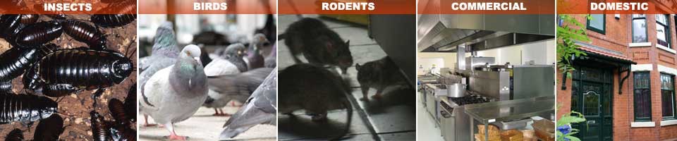 Birmingham Pest Control Service, professional pest service for residential and commercial clients in Birmingham, West Midlands  and Sutton Coldfield. Wasp nest treatment or removal fixed price £45.00, contact us on  0121 450 9784 for more info.