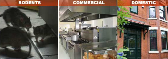 Birmingham Pest Control Service, professional pest service for residential and commercial clients in Birmingham, West Midlands  and Sutton Coldfield. Wasp nest treatment or removal fixed price £45.00, contact us on  0121 450 9784 for more info.