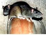 Rat Pest Control for Birmingham, Sutton Coldfield and the west Midlands.